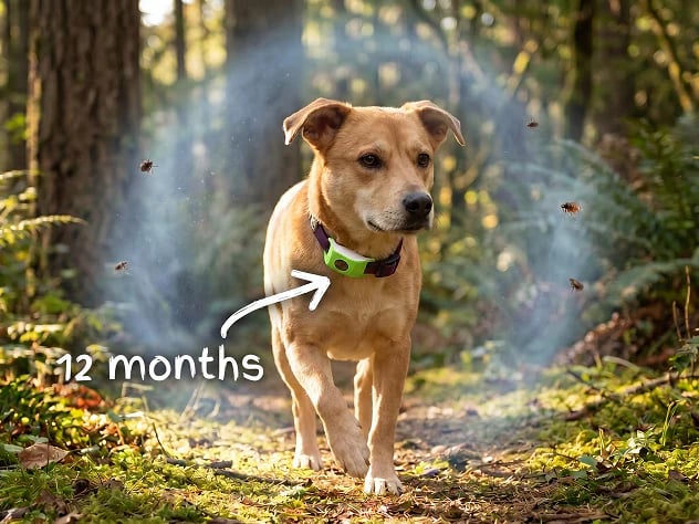 🐱🐕Last Day 60% OFF-12 Months Flea and Tick Free