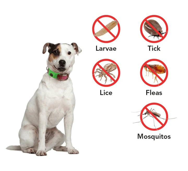 🐕Last Day 60% OFF-12 Months Flea and Tick Free