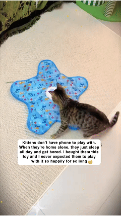 2 in 1 Hide and Seek Game Cat Toy
