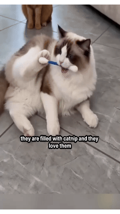 ❤️For happy, healthy, and active indoor cats🐱Swabs Cat Toys with Catnip