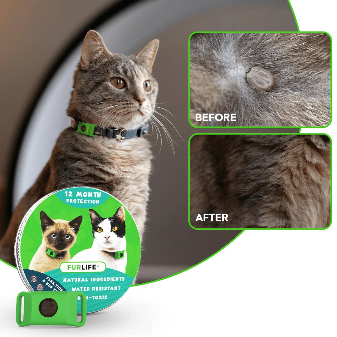 🐕Last Day 60% OFF-12 Months Flea and Tick Free