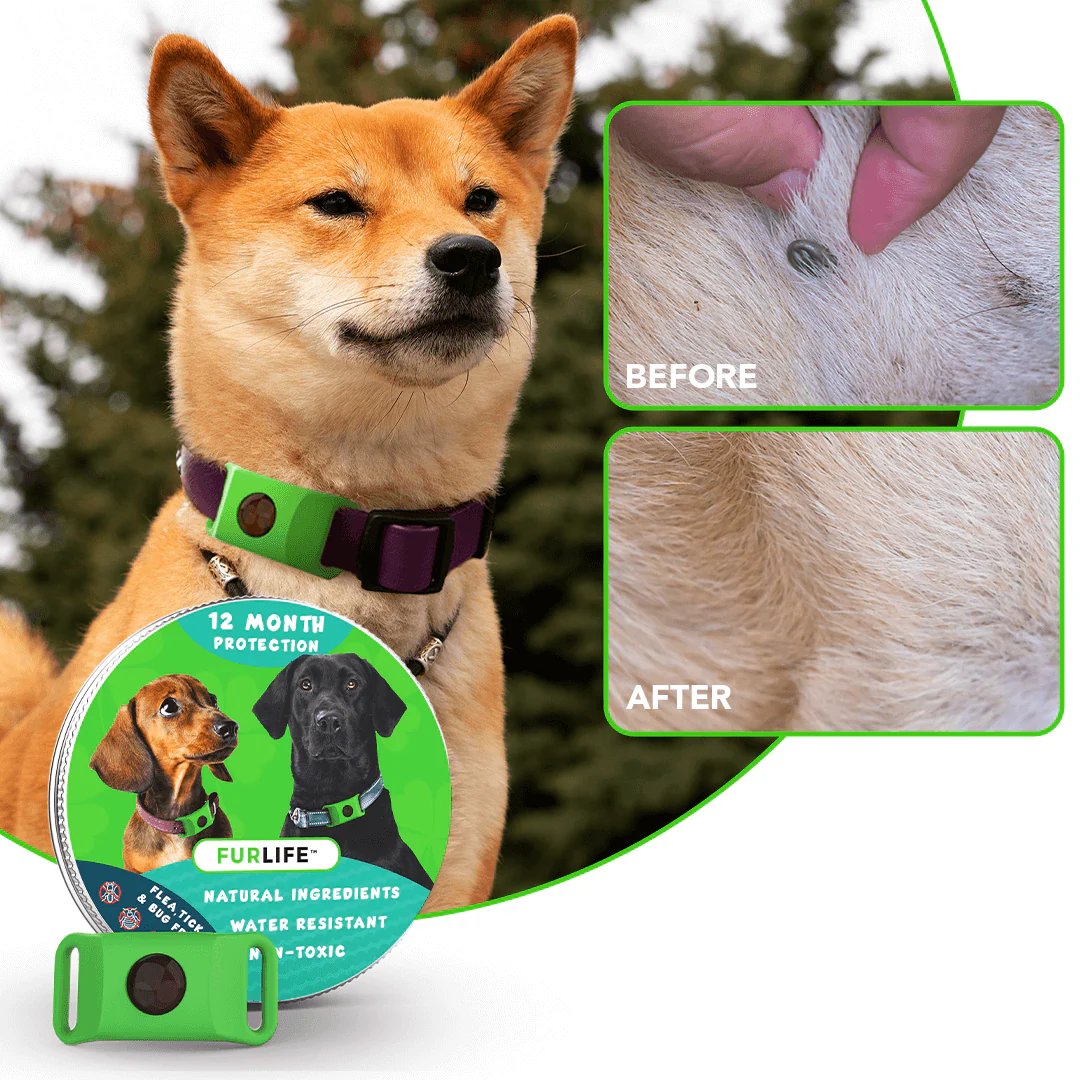 🐱🐕Last Day 60% OFF-12 Months Flea and Tick Free
