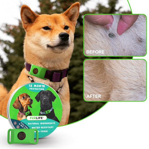 🐕Last Day 60% OFF-12 Months Flea and Tick Free